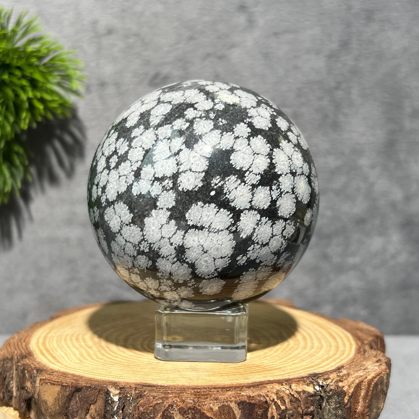 Transparent Glass Sphere Holder - Shop