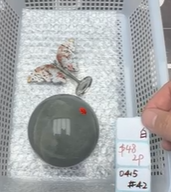 KIKICRYSTAL Shop Claim Sale For 0415