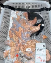 KIKICRYSTAL Shop Claim Sale For 0421