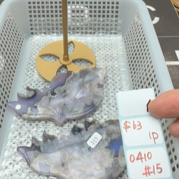 KIKICRYSTAL Shop Claim Sale For 0410