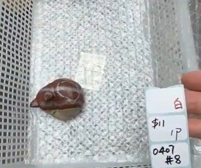 KIKICRYSTAL Shop Claim Sale For 0407