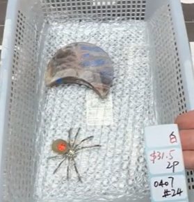 KIKICRYSTAL Shop Claim Sale For 0407