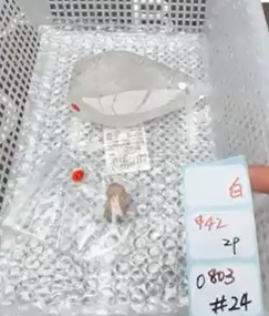 KIKICRYSTAL Shop Claim Sale For 0803