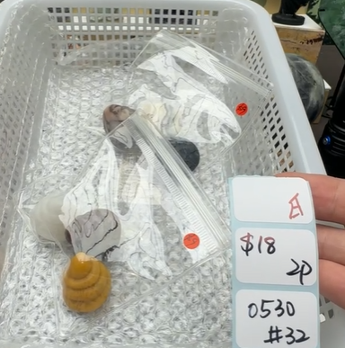KIKICRYSTAL Shop Claim Sale For 0530