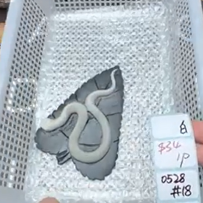 KIKICRYSTAL Shop Claim Sale For 0528