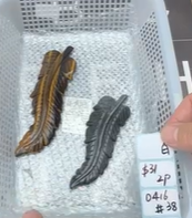 KIKICRYSTAL Shop Claim Sale For 0416