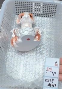 KIKICRYSTAL Shop Claim Sale For 0529