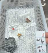 KIKICRYSTAL Shop Claim Sale For 0509
