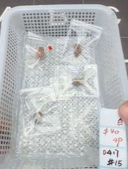 KIKICRYSTAL Shop Claim Sale For 0417