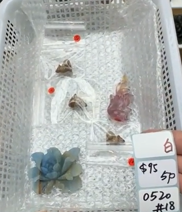 KIKICRYSTAL Shop Claim Sale For 0520