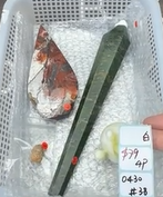 KIKICRYSTAL Shop Claim Sale For 0430