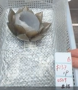 KIKICRYSTAL Shop Claim Sale For 0509