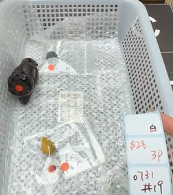KIKICRYSTAL Shop Claim Sale For 0731