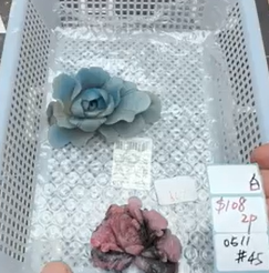 KIKICRYSTAL Shop Claim Sale For 0511