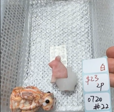 KIKICRYSTAL Shop Claim Sale For 0720