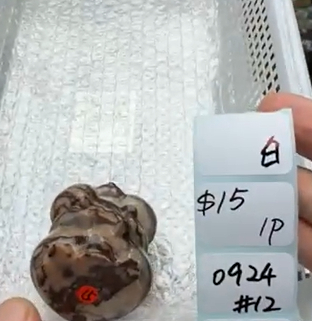 KIKICRYSTAL Shop Claim Sale For 0924