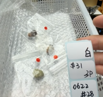 KIKICRYSTAL Shop Claim Sale For 0622