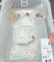 KIKICRYSTAL Shop Claim Sale For 0417