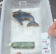 KIKICRYSTAL Shop Claim Sale For 0416