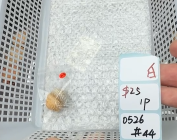 KIKICRYSTAL Shop Claim Sale For 0526
