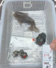KIKICRYSTAL Shop Claim Sale For 0415
