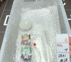 KIKICRYSTAL Shop Claim Sale For 0831