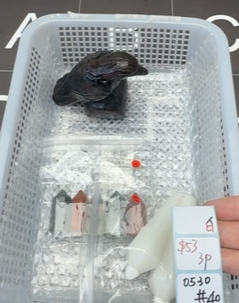 KIKICRYSTAL Shop Claim Sale For 0530