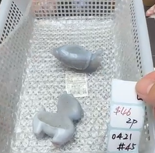 KIKICRYSTAL Shop Claim Sale For 0421