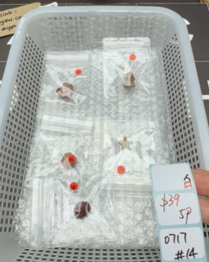 KIKICRYSTAL Shop Claim Sale For 0717