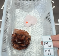 KIKICRYSTAL Shop Claim Sale For 0429