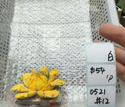 KIKICRYSTAL Shop Claim Sale For 0521